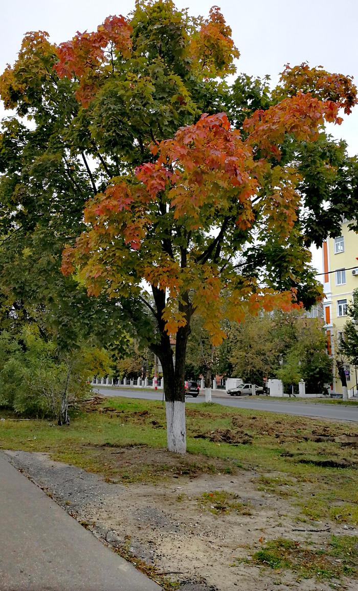 Прогулка по городу - Фотография, Дзержинск, Длиннопост, Кот, Huawei mate 9