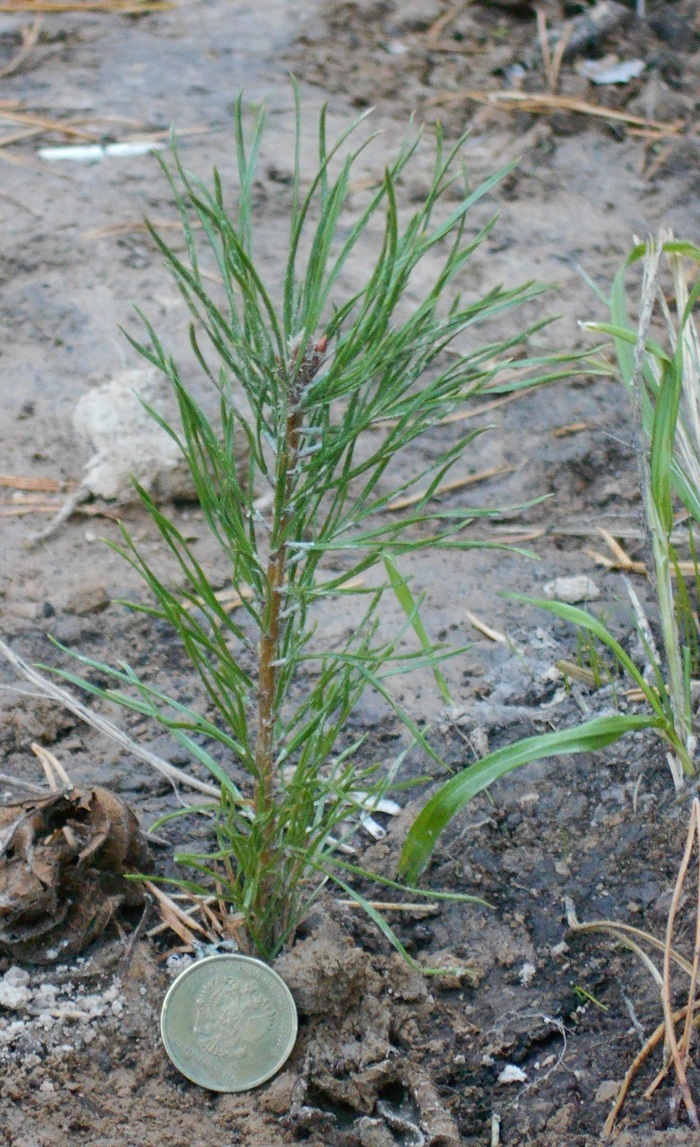 Pine seedlings planted in mid-September 2017 near Povedniki near Moscow - My, Moscow region, Pine, Tree, Forest, The photo, Trees, Saplings, Longpost