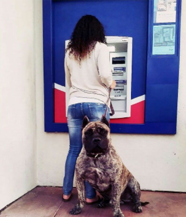 The best protection against robbers at an ATM - Dog, ATM, Security, Longpost