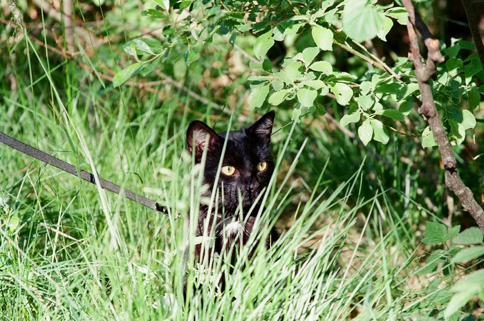 Chernukha - My, camera roll, Canon, cat, Nature