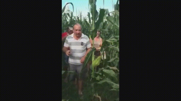 Drinking corn