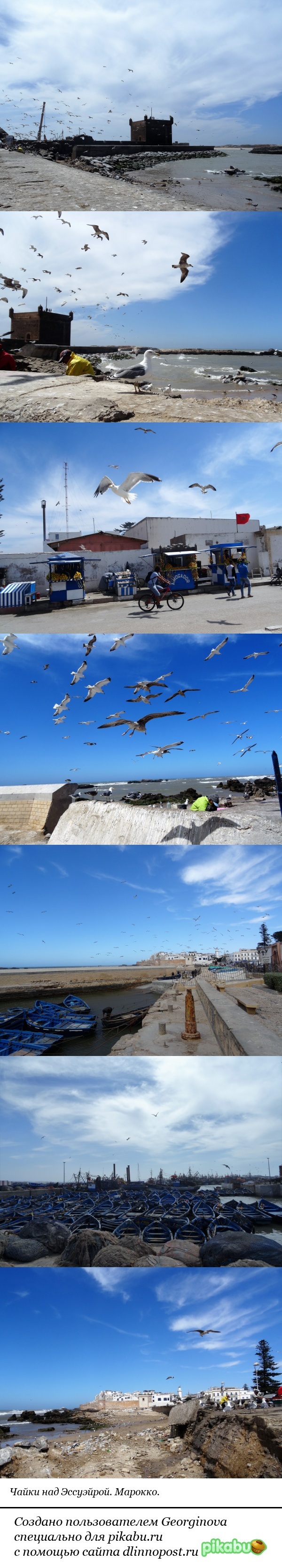 Seagulls. - My, Travelers, Morocco, Longpost