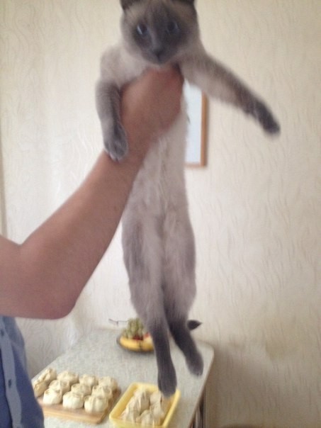 My cat) took a picture on slippers, sorry for the quality - My, cat, Longpost, 