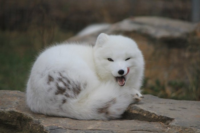 Cute arctic fox ^.^ - Arctic fox, Animals, Milota, Ururu, Fyr, Fox