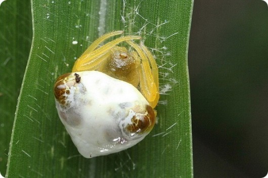 Spiders can cosplay, #2. - My, Spider, Arachnophobia, Video, Mimicry, Longpost