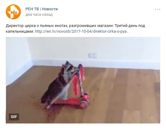 Poor alcoholic raccoons, or how REN TV can headlines and irony - Ren TV, Raccoon, Circus, news, GIF, Пьянство, Reptilians