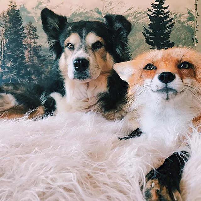 Juniper & Moose :D - Fox, Dog, Fox Juniper