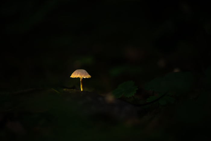 Вряд ли съедобный - Моё, Грибы, Гелиос, Helios, Mushrooms, Nikon D610