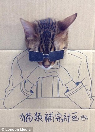    -   ,  , Cardboard Cat Art