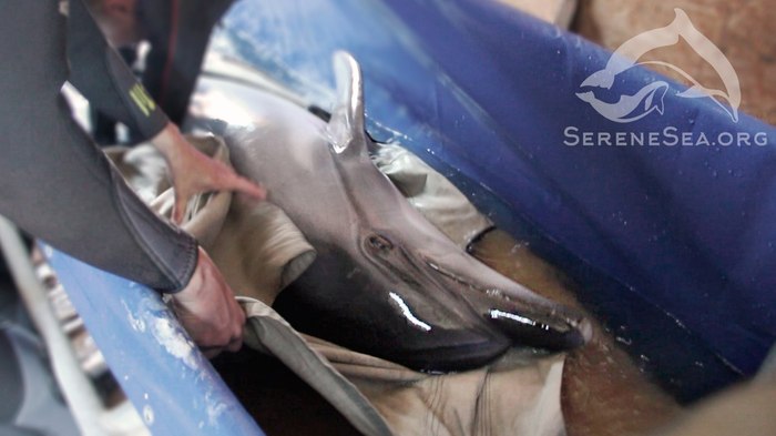 Впервые дельфины спасены из передвижного дельфинария дельфин, дельфинарий, ад, спасение, жестокость, краснокнижные животные, Победа, длиннопост