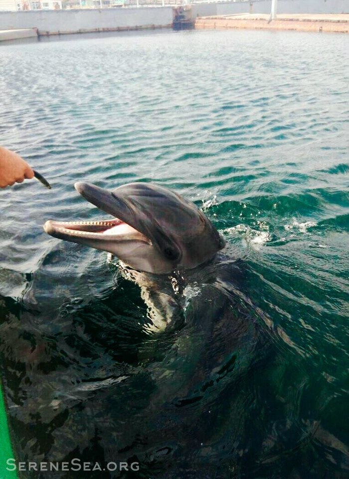 Впервые дельфины спасены из передвижного дельфинария дельфин, дельфинарий, ад, спасение, жестокость, краснокнижные животные, Победа, длиннопост