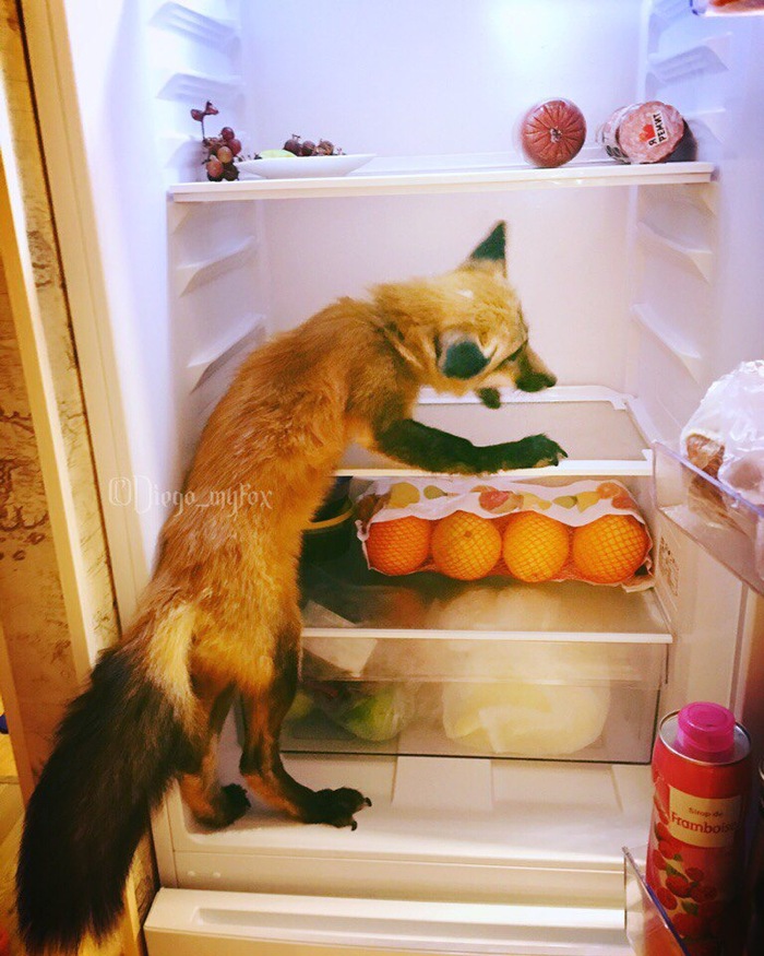 Well, it’s not for nothing that people open the refrigerator 20 times a day, I’ll go and check what is there! - My, Fox, Domestic fox, , I'll go eat something