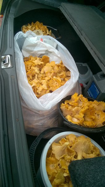 Mushrooms in 3 hours 32 kg - My, Mushrooms, Chanterelles