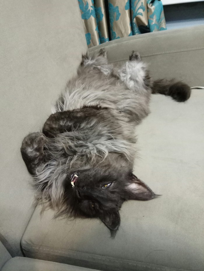 possum cat - My, cat, Maine Coon, Longpost