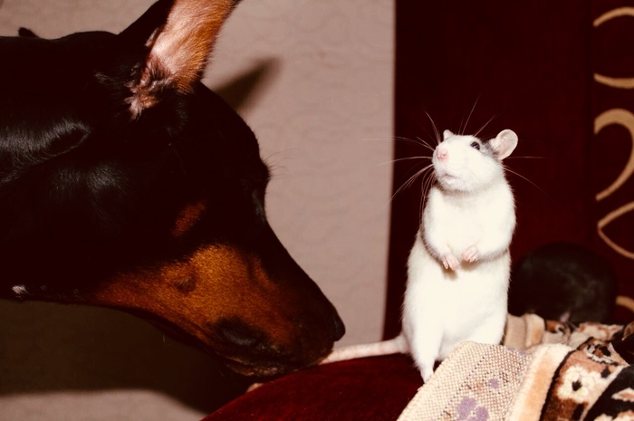 shy rat - My, Rat, Doberman, Dog