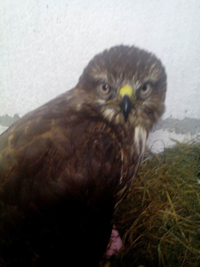 Found a bird on the street. - What kind of bird?, My, Longpost, Republic of Belarus, League of biologists