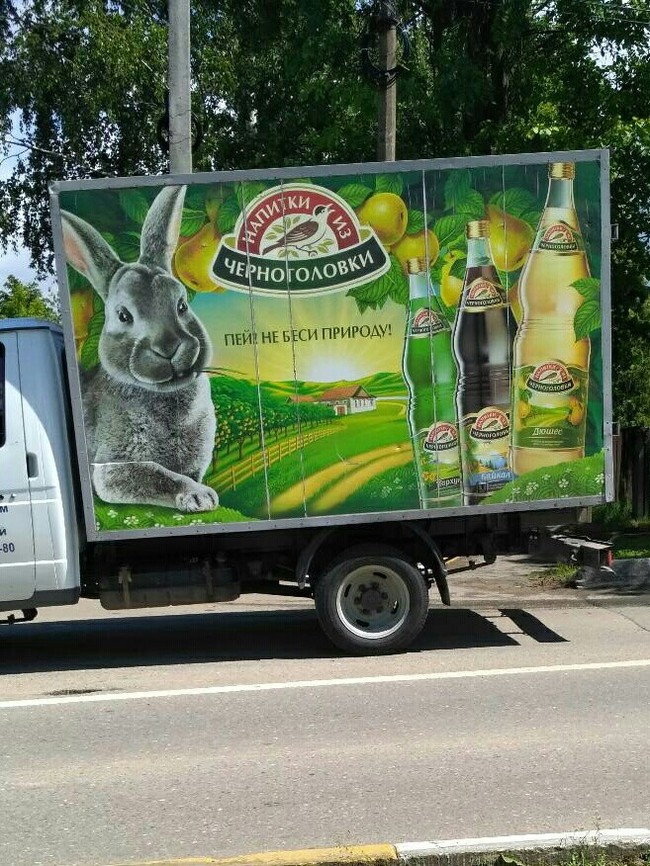 Here is such an evil rabbit. - , Beverages, Chernogolovka