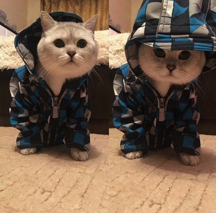 Ready for the cold - My, cat, Cold, Fashion