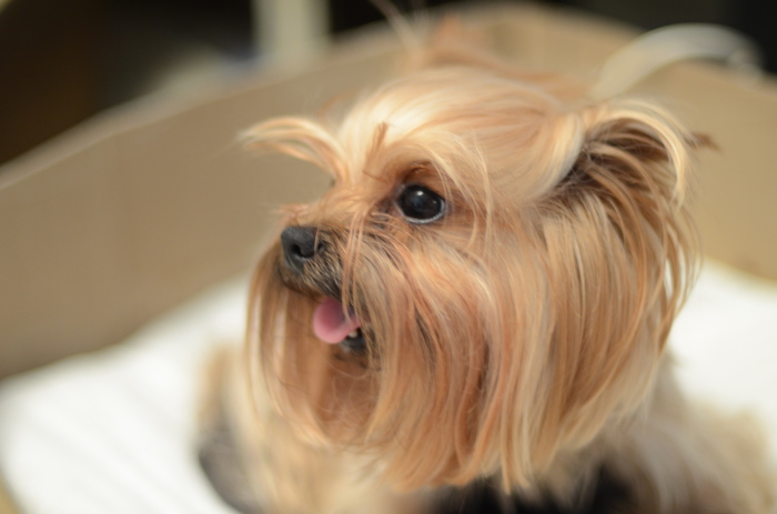 Yorkie babies 2. Long post! - My, Dog, Dogs and people, Veterinary, Puppies, Longpost