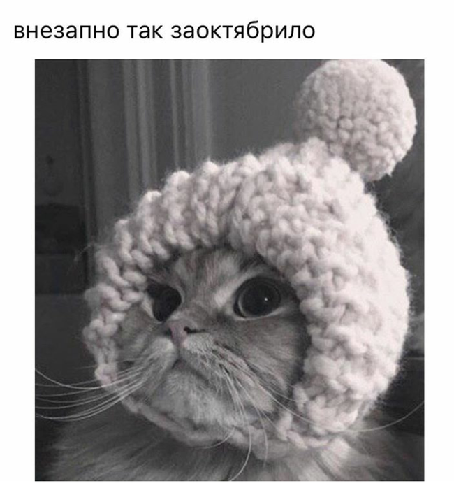 Cute post - , cat, Cap