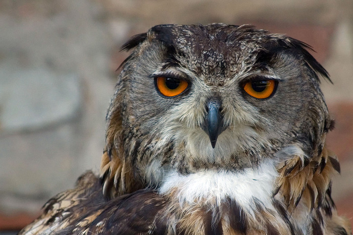 Your face when people called you Bubo bubo. - Owls, , Latin