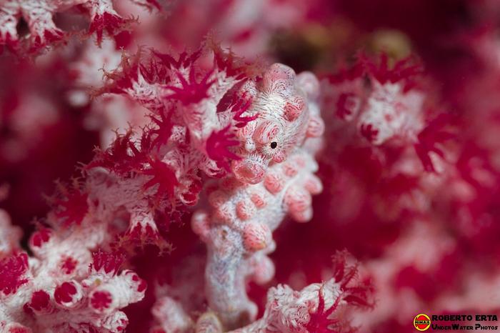 Pigmy Seahorse