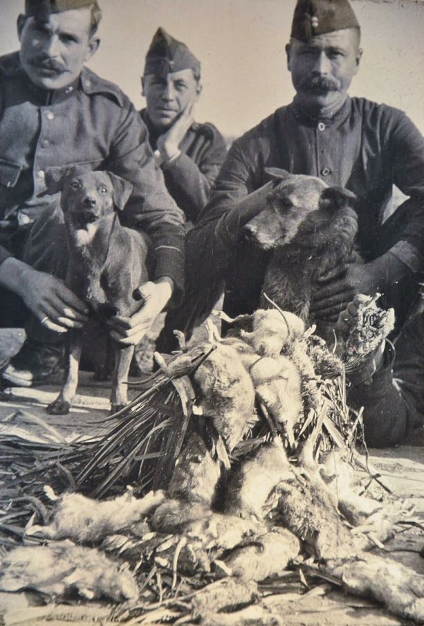 Dogs in the First World War. Part 1. - World War I, Story, Dog, Animals, Longpost