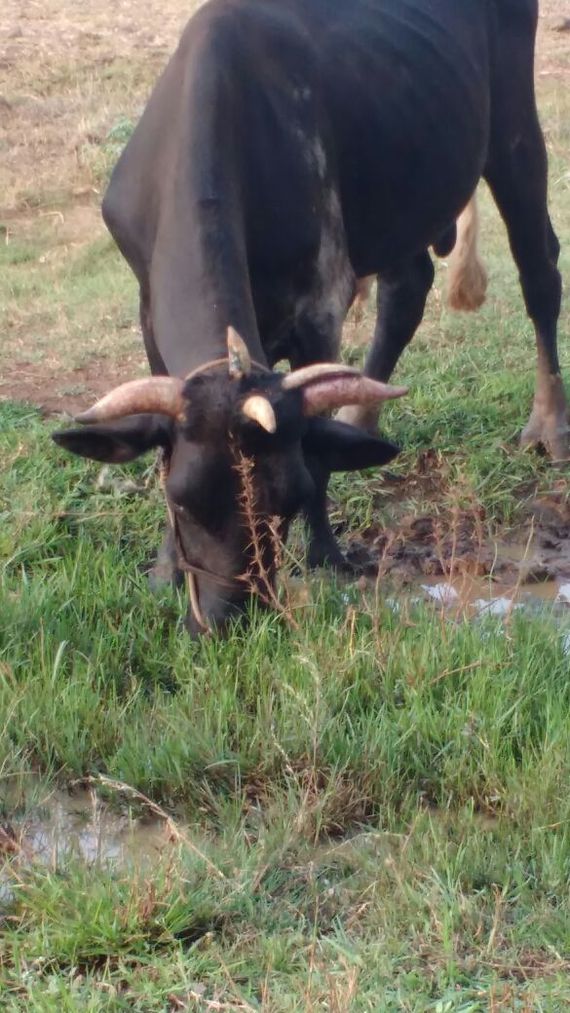 Cow with 5 horns - Cow, India, Horns, 