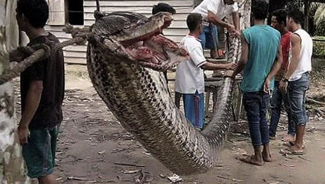 Indonesian man fights giant python - Accordion, Indonesia, Not mine, Python, Repeat