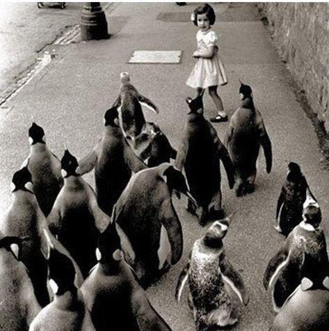 Army behind me - Children, Penguins, My