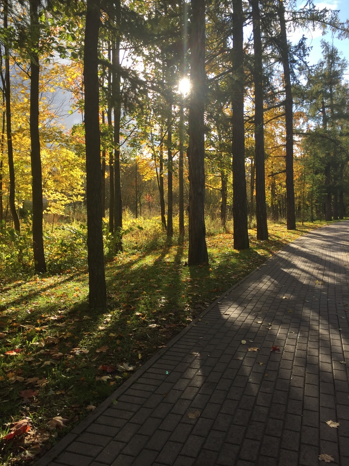 No politics, no stress, just autumn - My, Autumn, The photo