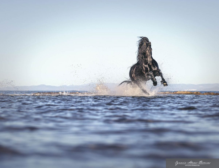 Friesian. ����� ������ �������� ����� ����� �������.
