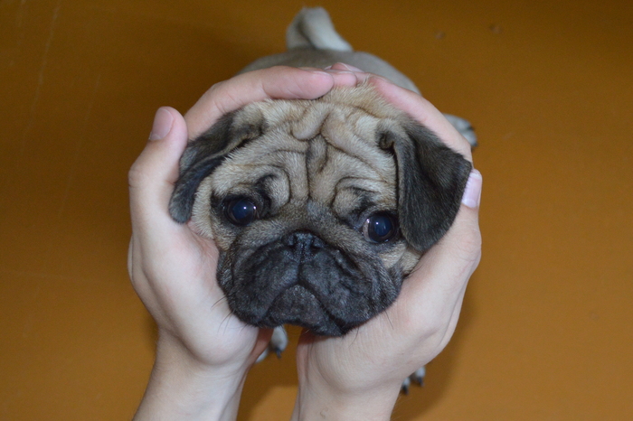 Meet Pug Loki - My, Dog, Pug, Puppies, Longpost