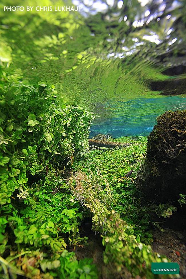 For lovers of biotopes - a body of water in the Swabian Alps by Chris Luhaup - Aquarium, Biotope aquariums, Water, Underwater photography, Longpost