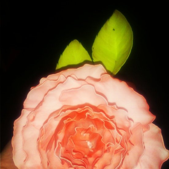 My first roses@):- - My, Handmade, Handmade, Longpost