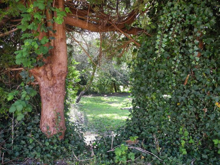 Magic door to Narnia? - My, Gibsons, , Greenery, Plants