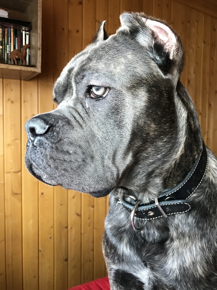 Peekaboo power, I believe in you! - Dog, My, Cane Corso, Veterinary