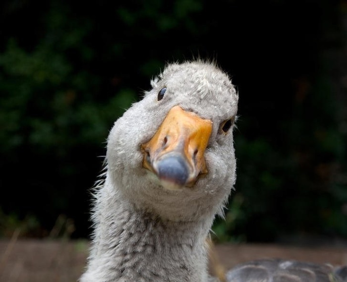 When they suggested eating foie gras, but you don’t really like - Гусь, Foix Gras, Grey goose