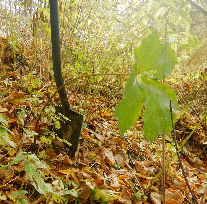 Середина осени - отличное время для патрулирования землянами местности ...