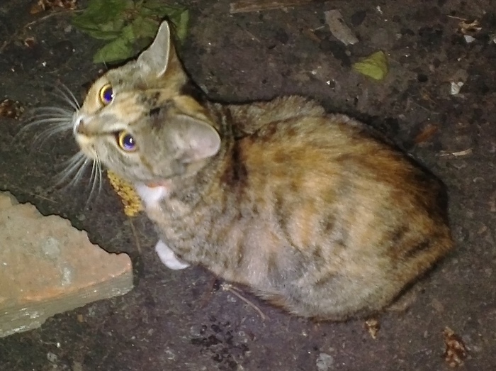 Found a cat. - My, cat, The missing, , Find, Found, Longpost