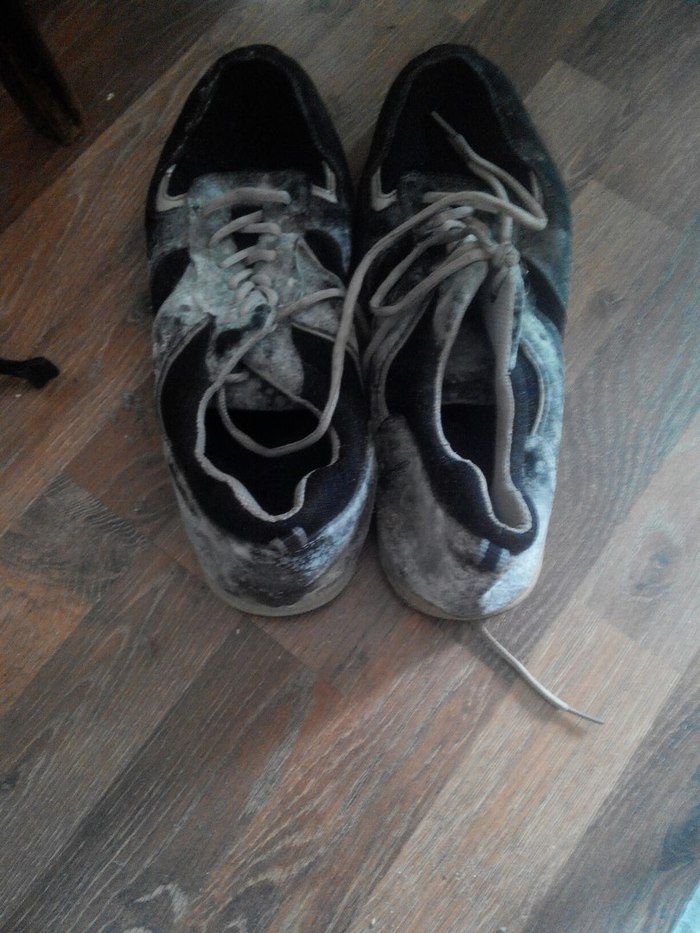 My poor sneakers - Mold, Sneakers, Mold control