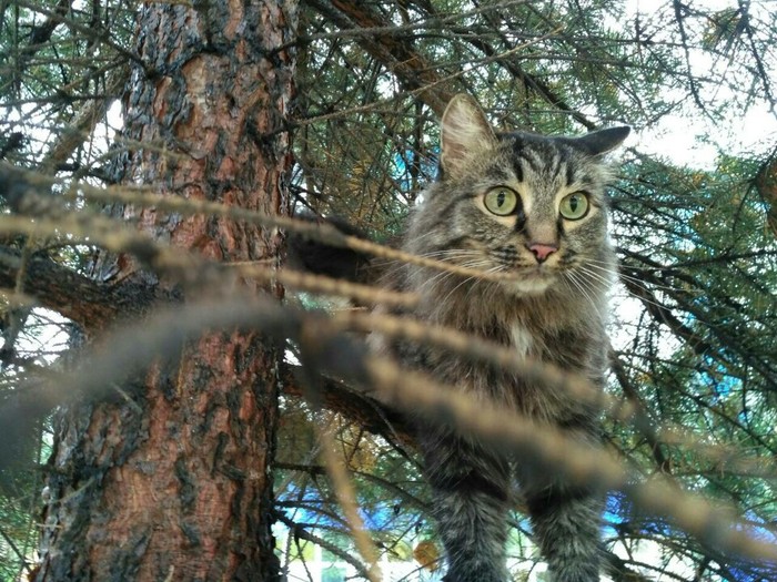 ����� �������