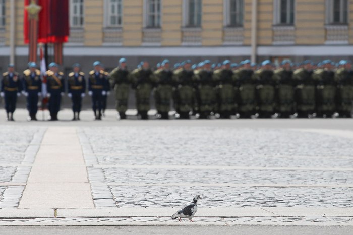 Nice shot! - Palace Square, The photo, Victory parade, Pigeon