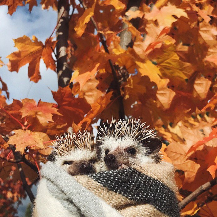 Sweet couple - My, Hedgehog, Autumn, , Pets, Love, Longpost