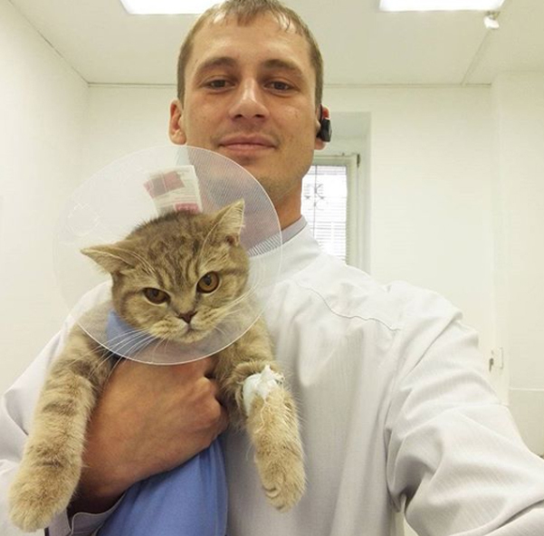 Continuing the theme: cats at the vet - cat, Vet, Longpost, Humor, 