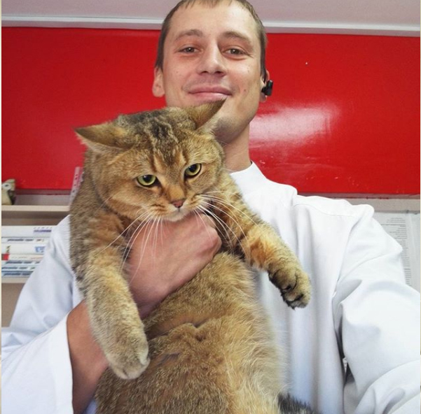 Continuing the theme: cats at the vet - cat, Vet, Longpost, Humor, 