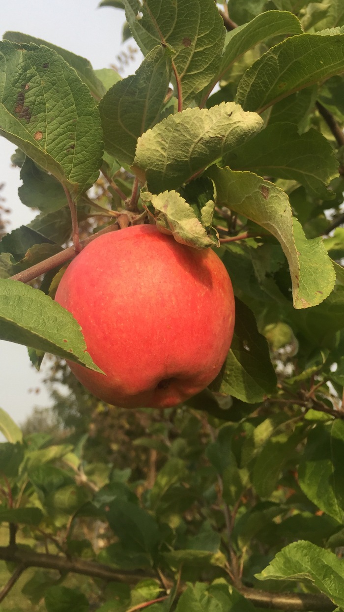 First harvest - Dacha, Harvest