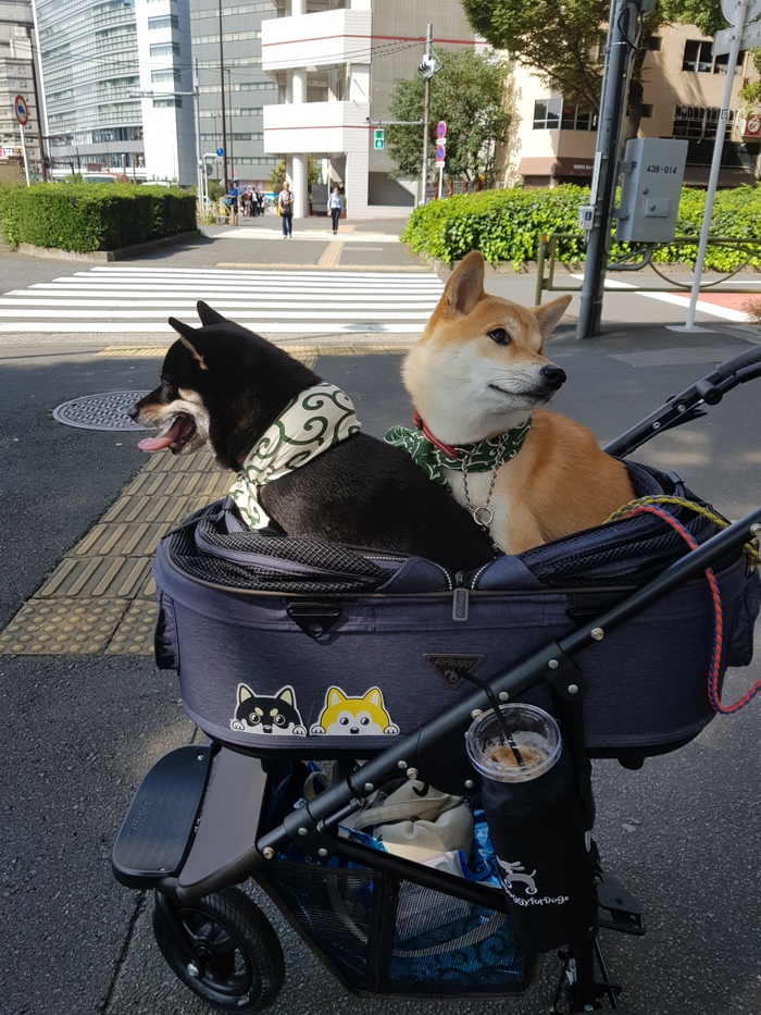How to walk dogs in Tokyo - My, Dog, Japan, Tokyo, Animals, Longpost