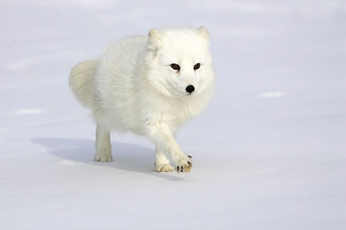 Forward! For adventure :o - Fox, Arctic fox, Winter, Snow, Animals, Run