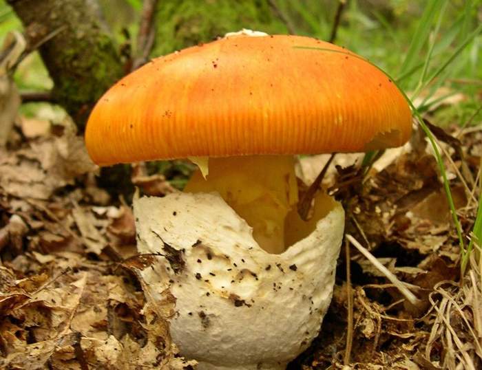 Caesar's mushroom (Caesar's fly agaric) - Mushrooms, Delicacy, Rarity